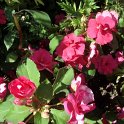 Impatiens x walleyriana 'Victorian rose'
